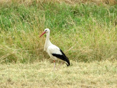 20150720Ciconia_ciconia