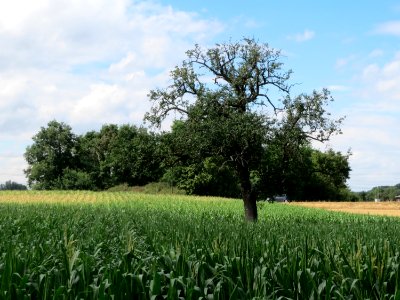 20150720Schanzernbuckel