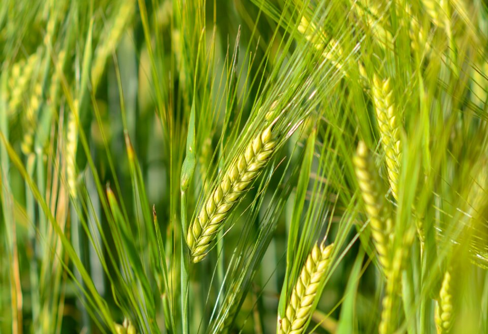 Grain field wheat field