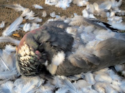 20151219Columba_palumbus3