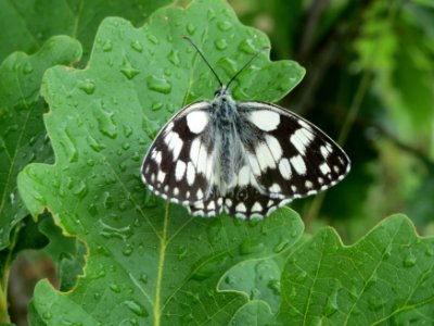 20150621Melanargia_galathea2 photo