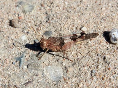 20150710Oedipoda_caerulescens2