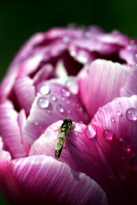 Pink nature garden photo