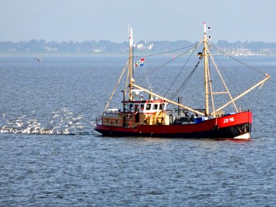 20150929_ZK-46_Zeemeeuw_Waddenzee
