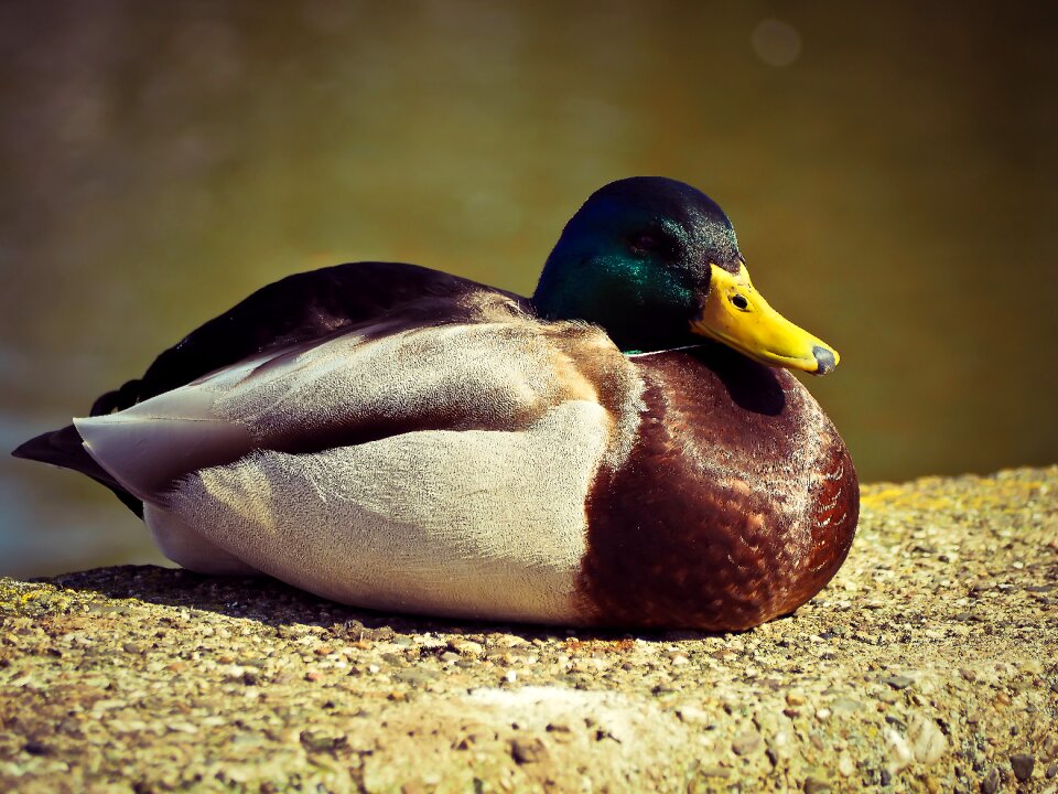 Nature plumage lake