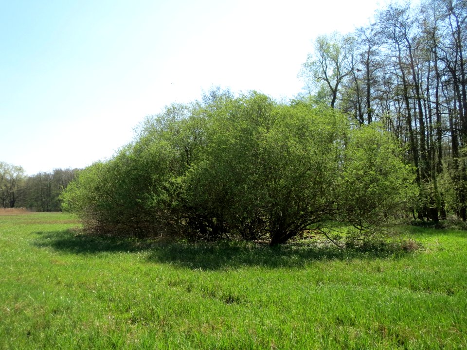 20150420Salix_purpurea1