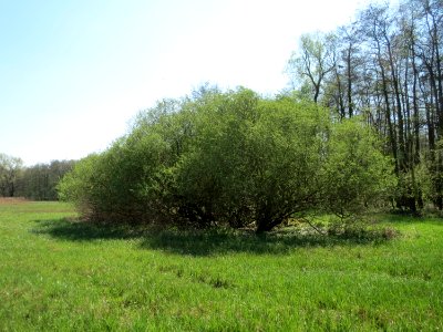 20150420Salix_purpurea1