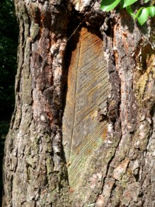 20150613Harzlachte