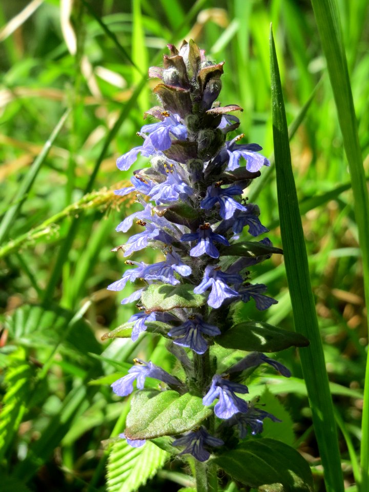 20150421Ajuga_reptans2