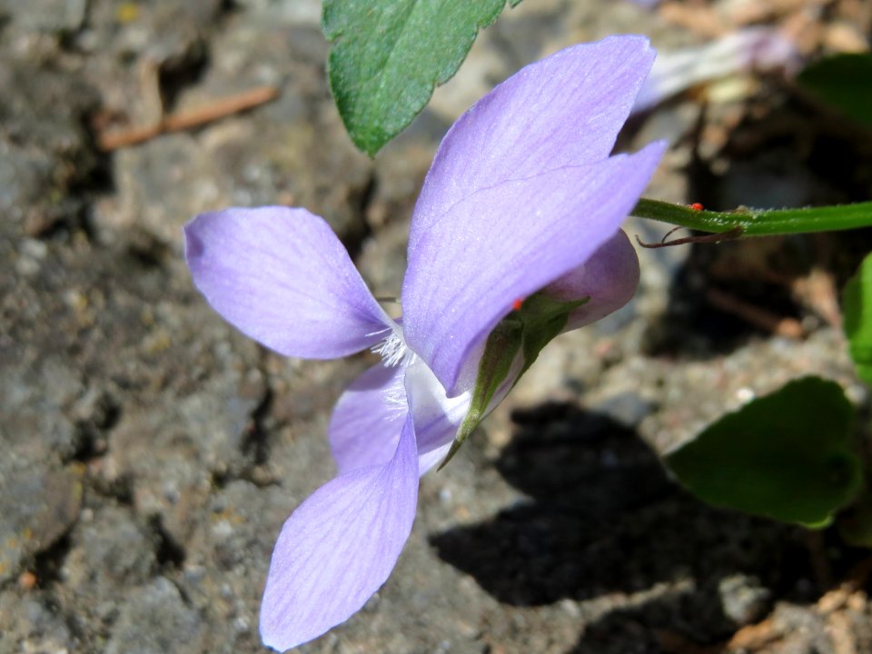 20150420Viola_reichenbachiana2