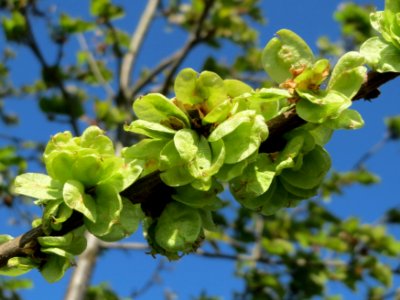20150420Ulmus_minor4