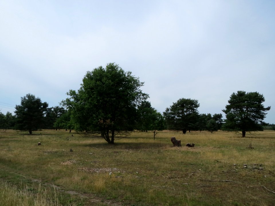 20150628Gewann_Frankreich-Wiesental2