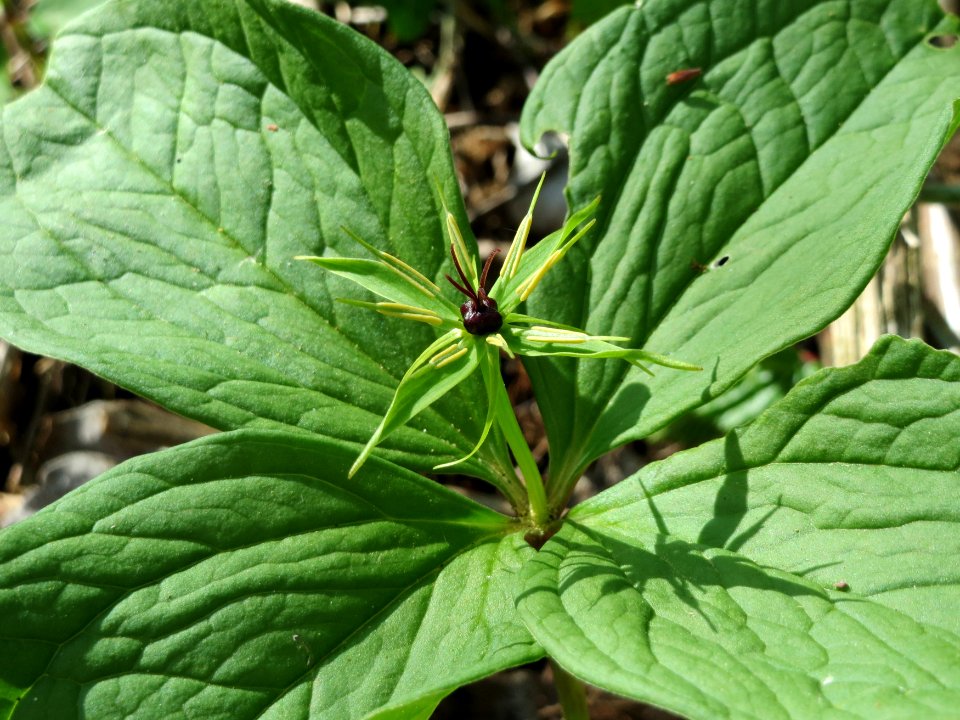 20150421Paris_quadrifolia18