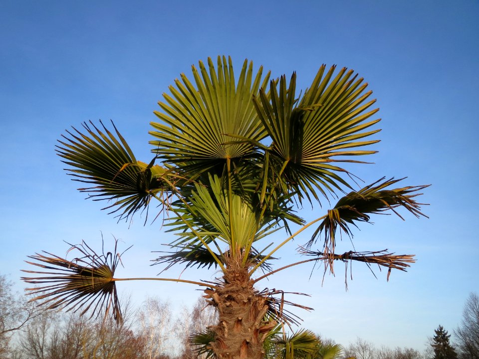 20151219Palme_Hockenheim2