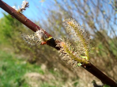 20150420Salix_purpurea3