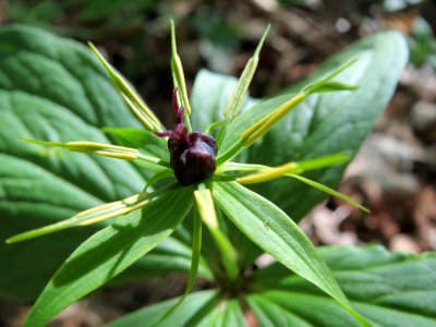 20150421Paris_quadrifolia16