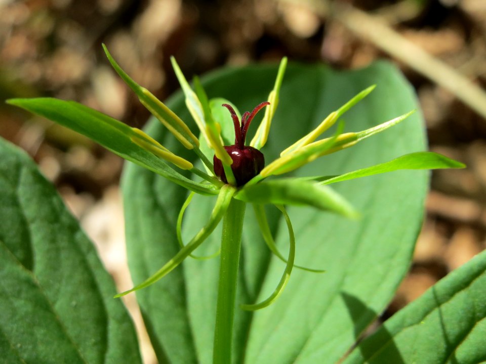 20150421Paris_quadrifolia11
