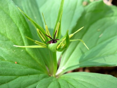 20150421Paris_quadrifolia06