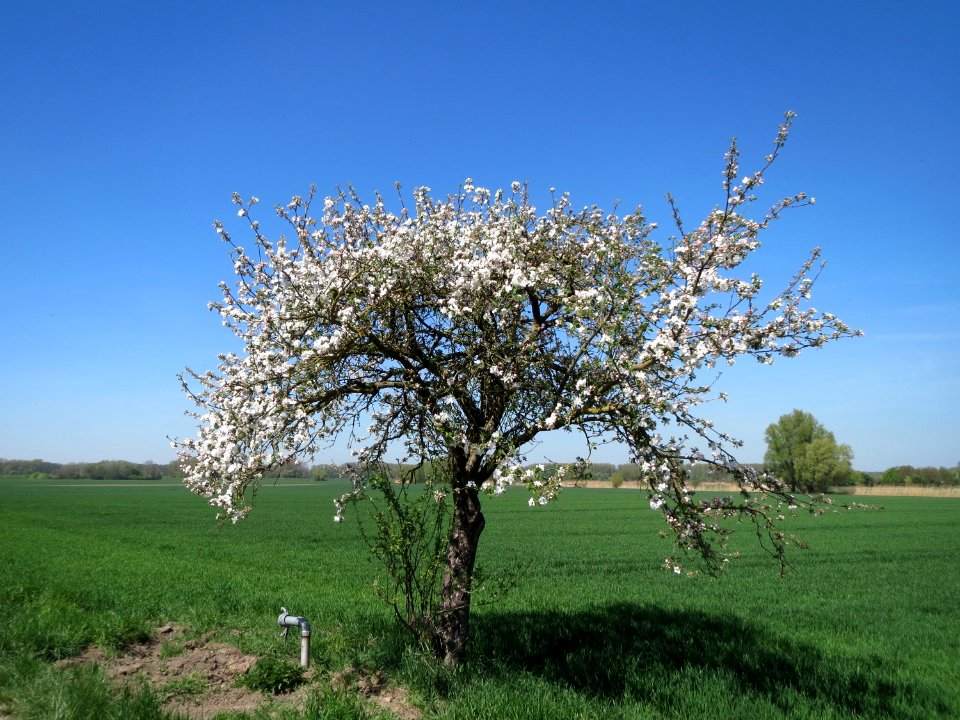20150421Malus_domestica1