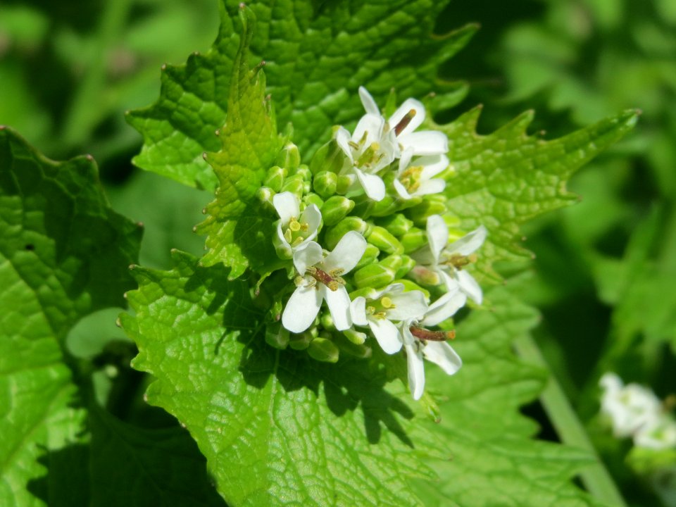 20150421Alliaria_petiolata2