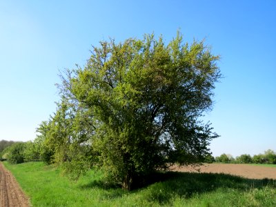 20150422Prunus_cerasifera1