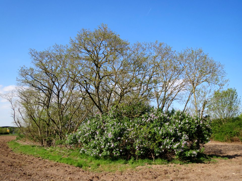 20150422Robinia_pseudoacacia4
