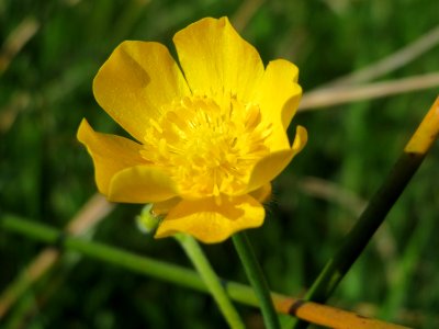 20150422Ranunculus_acris2