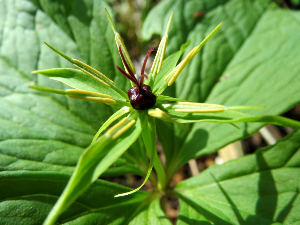 20150421Paris_quadrifolia17