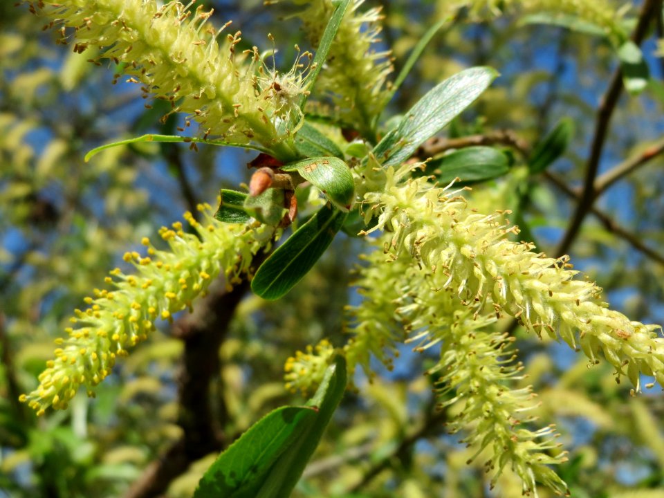 20150421Salix_alba3