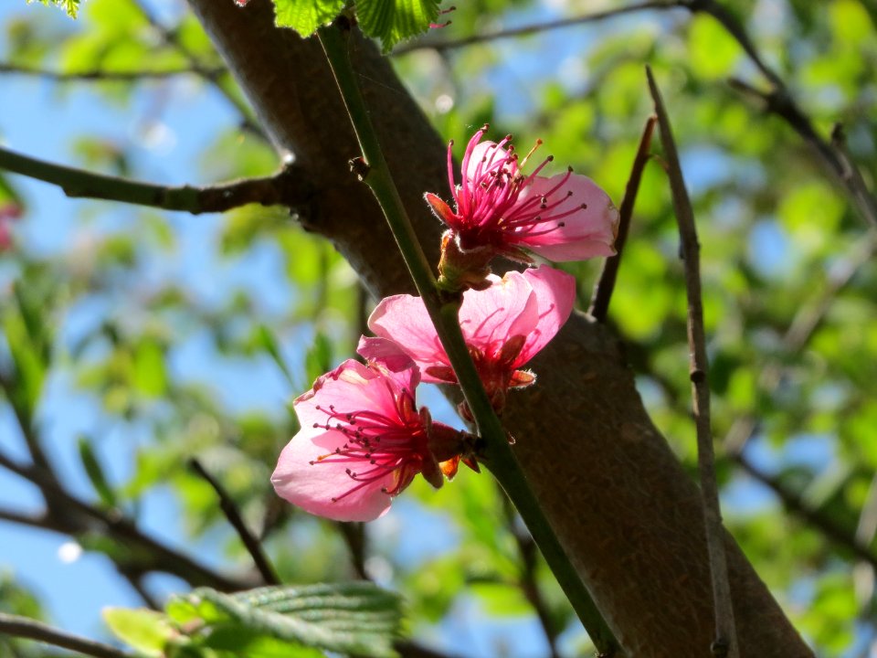 20150421Prunus_dulcis2