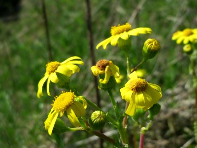 20150422Senecio_vernalis2