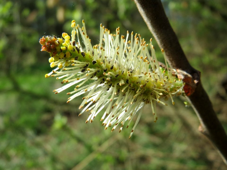 20150420Salix_caprea3