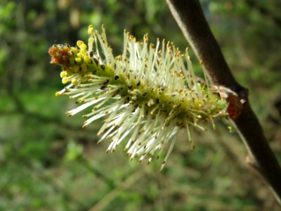20150420Salix_caprea3