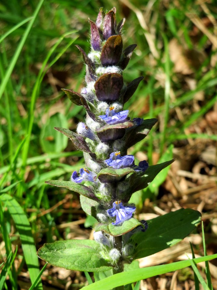 20150421Ajuga_reptans1