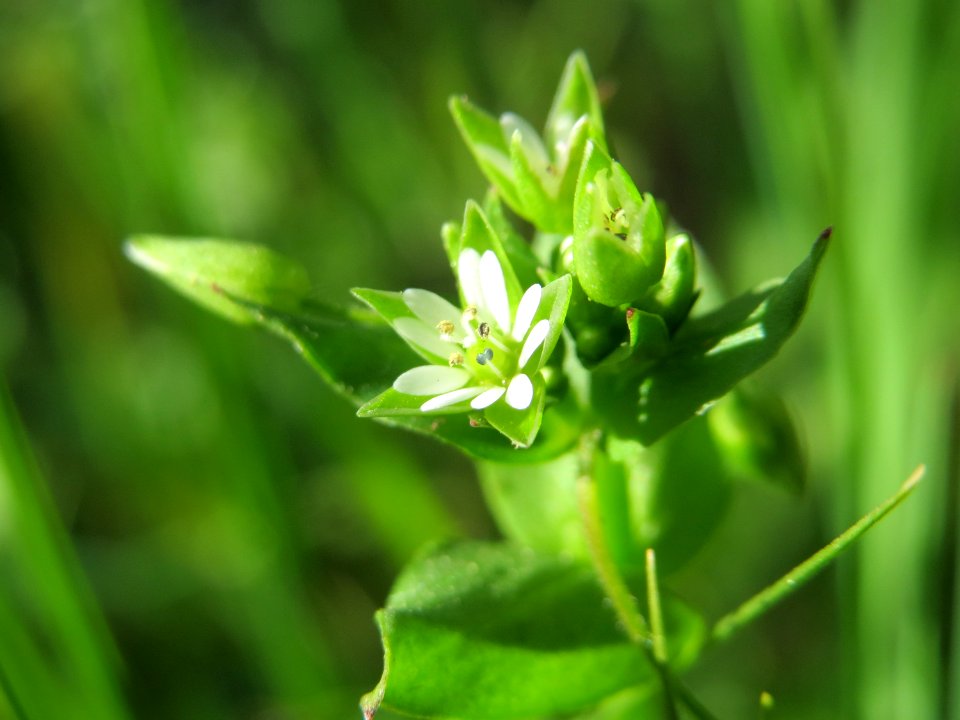 20150422Cerastium_fontanum1