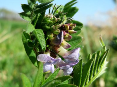 20150420Vicia_sepium2