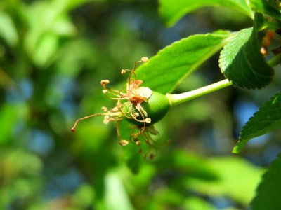 20150422Prunus_cerasifera2