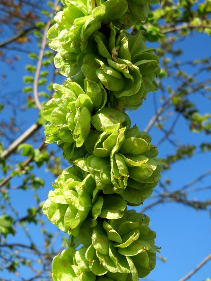 20150420Ulmus_minor3