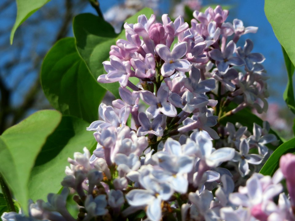 20150422Syringa_vulgaris2