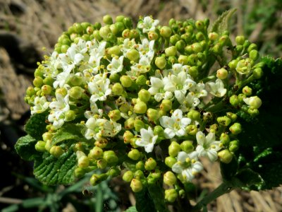 20150420Viburnum_lantana1