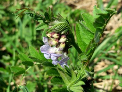 20150420Vicia_sepium1