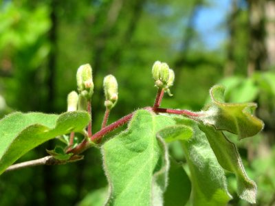 20150424Lonicera_xylosteum3