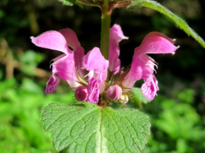20150421Lamium_maculatum2