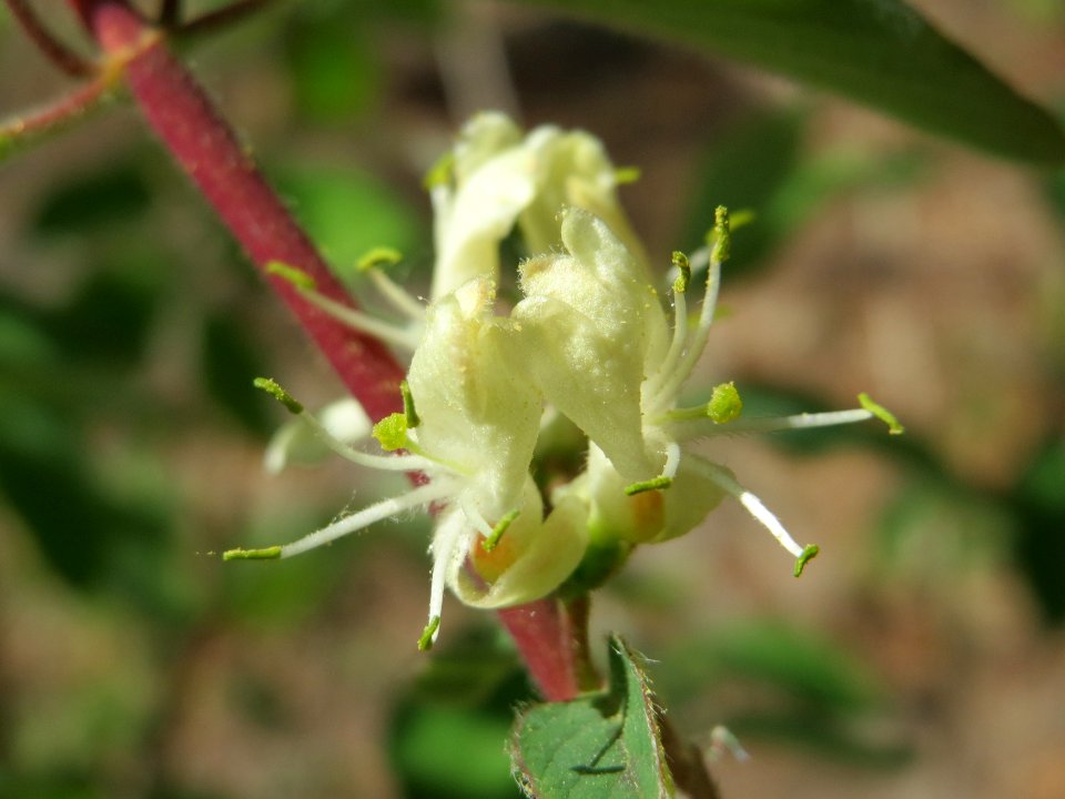 20150424Lonicera_xylosteum5