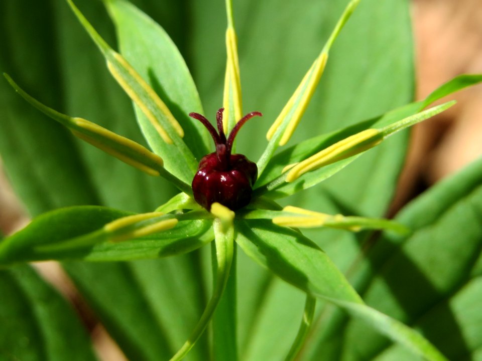 20150421Paris_quadrifolia12