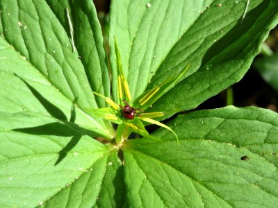 20150421Paris_quadrifolia10