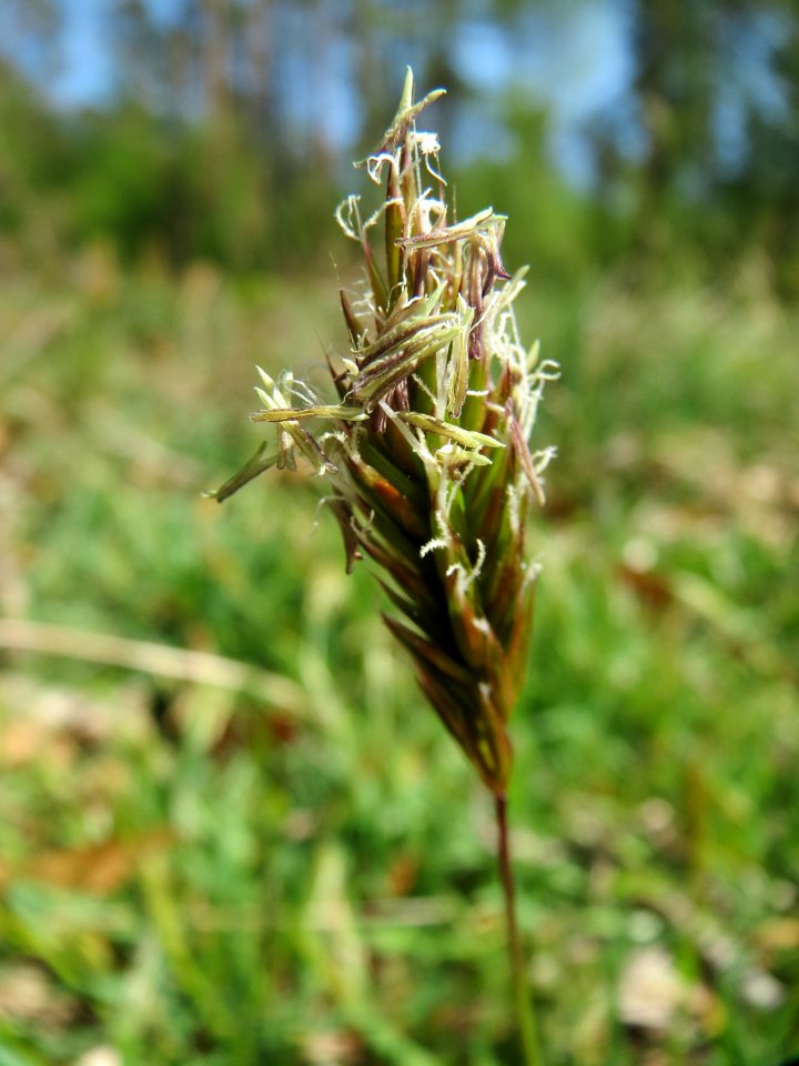 20150424Anthoxanthum_odoratum1