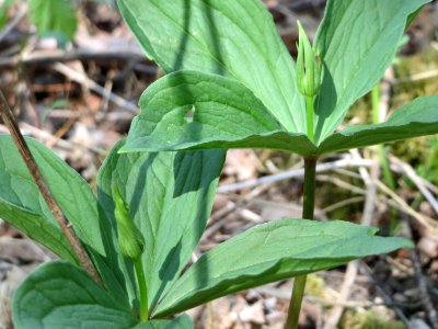 20150421Paris_quadrifolia03