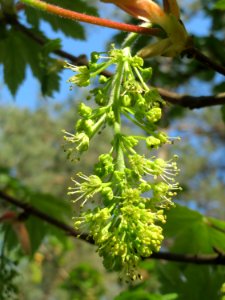 20150424Acer_pseudoplatanus3