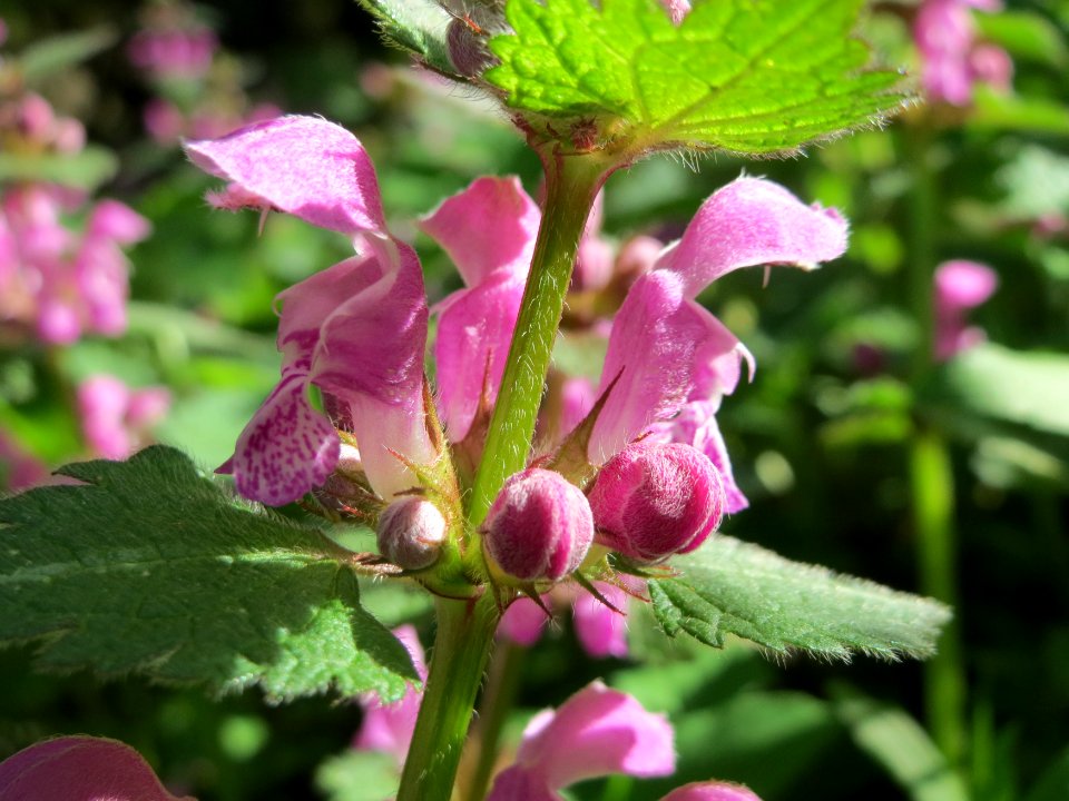 20150421Lamium_maculatum3